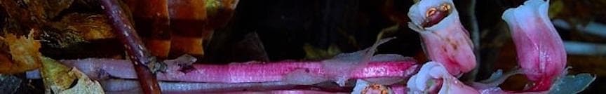 Profile banner