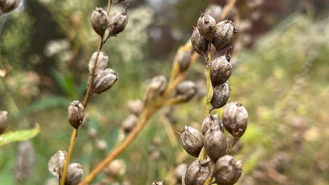 Rethinking the Fall Garden Cleanup